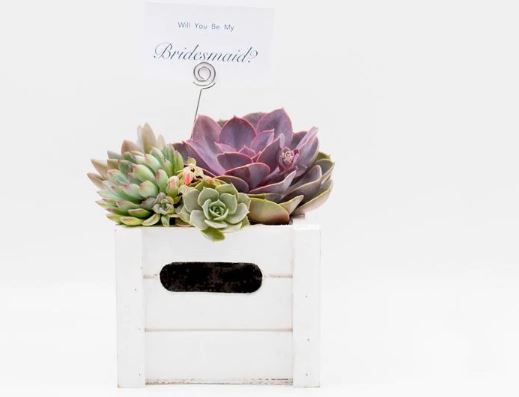 will you be my bridesmaid plant box gifts for bridesmaids Australia succulent box