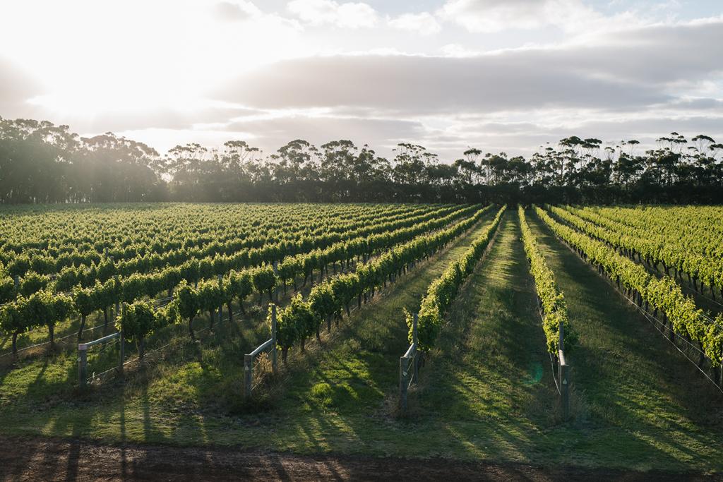 Location shot of the vineyard at real bride Jess' Perth wedding