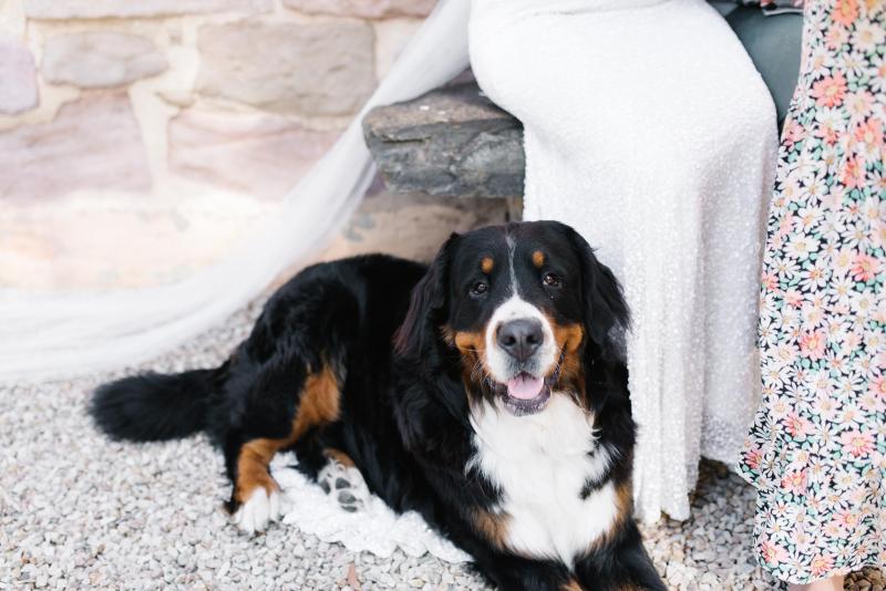 KWH real bride Bec's bernese mountain dog sits by her feet.