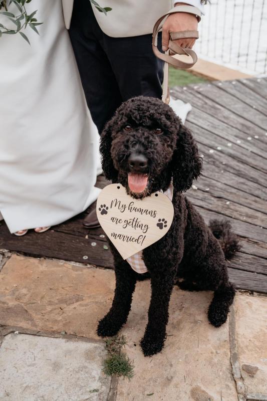 CATALINA - Karen Willis Holmes - Playful dog at bride & grooms wedding ceremony